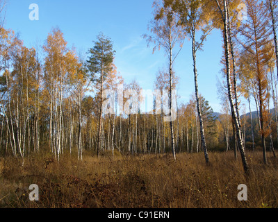 Highmoor, hill moor, soulevé continental / sac Arracher Hochmoor / forêt de Bavière, Bavière, Allemagne Banque D'Images