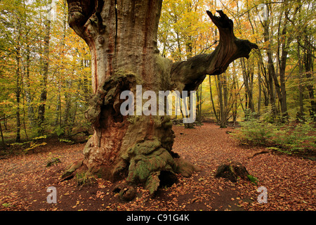 Vieux Chêne, réserve naturelle Urwald Sababurg de Reinhardswald, près de Warburg, Hesse, Allemagne Banque D'Images