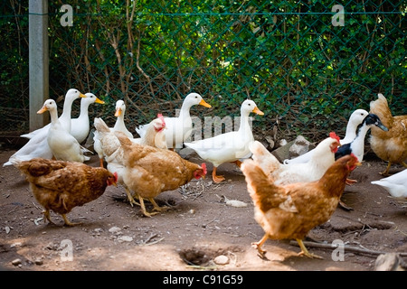 Des canards et des poulets marche sur chemin de terre Banque D'Images