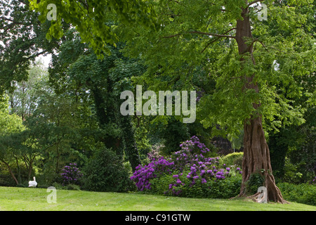 La floraison des rhododendrons et des vieux arbres dans Jever castle, Jever, Basse-Saxe, Allemagne Banque D'Images