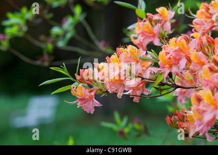 La floraison des azalées en fleurs dans le jardin, Breidings Sayony inférieur, Soltau, Allemagne Banque D'Images