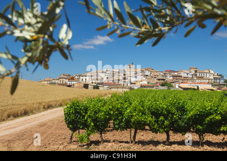 Vignoble et branche d'olivier en face de la ville de Cirauqui, Province de Navarre, au nord de l'Espagne, l'Espagne, Europe Banque D'Images