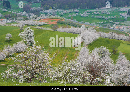 Cherry-Blossom à Feldberg-Schalsingen, printemps, Markgraflerland, Forêt-Noire, Bade-Wurtemberg, Allemagne, Europe Banque D'Images