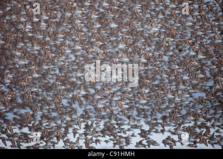 Grand troupeau migrateur de Bécasseaux d'principalement en vol au-dessus du delta de la rivière Copper, près de Cordova, en Alaska, le printemps Banque D'Images