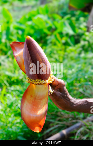 La Ferme de jardinier sur Philipkutty dans les bras morts, Kumarakom, Kerala, tenant une banane 'arbre' inflorescence. Banque D'Images