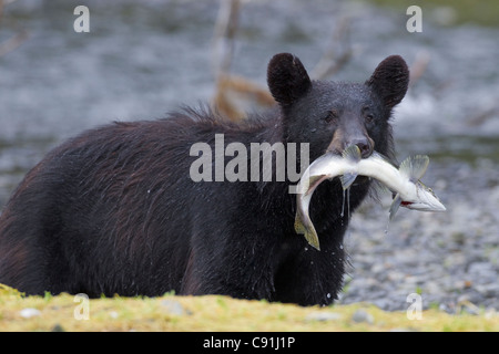 Ours noir avec saumon rose dans sa bouche le long d'un ruisseau, le Prince William Sound, Southcentral Alaska, l'été Banque D'Images