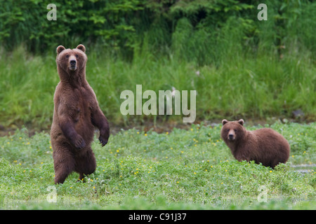 Brown Bear sow alerte permanent avec cub de 1 an en arrière-plan, le Prince William Sound, Southcentral Alaska, l'été Banque D'Images