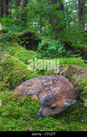 Les cerfs à queue noire faon couché dans la forêt couverte de mousse, de l'Île Montague, Prince William Sound, Southcentral Alaska, l'été Banque D'Images