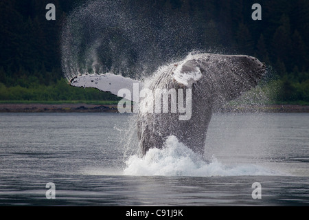 Humpback Whale breaching en face de l'Île Montague, Prince William Sound, Southcentral Alaska, l'été Banque D'Images