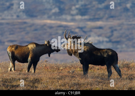 Bull Moose et réunion vache nez à nez sur tundra durant le rut, Denali National Park, l'intérieur de l'Alaska, l'automne Banque D'Images