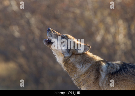 Gray Wolf howling, Parc National de Denal, l'intérieur de l'Alaska, l'automne Banque D'Images