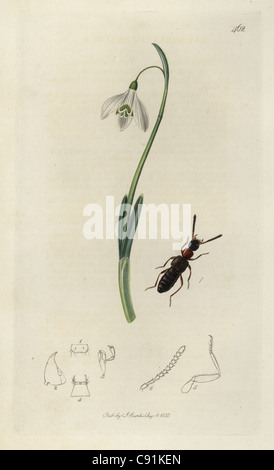 Falagria thoraxed thoracica, Red-coléoptère Staphylinus, et snowdrop Banque D'Images
