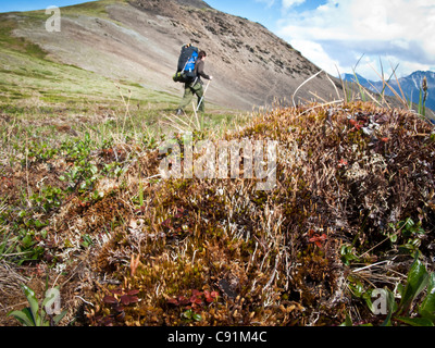 Backpacker randonnée à travers buttes de toundra au-dessus de la rivière Hulahula, RFNA, Brooks Range dans l'Alaska arctique Banque D'Images