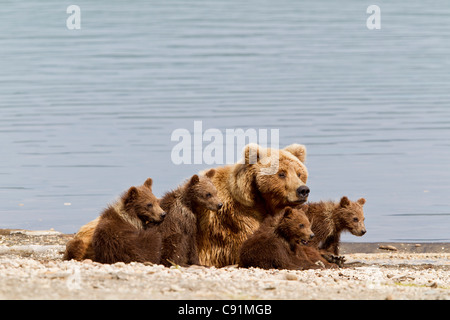 Un Ours brun Sow revient à 4 de ses oursons au printemps sur la plage de lac Naknek, Brooks Camp, Katmai National Park, Alaska Banque D'Images