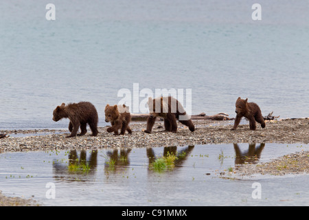 Quatre Ours brun d'oursons à pied le long de la flèche pendant que leurs réflexions sont pris dans une piscine, Brooks Camp, Katmai National Park, Alaska Banque D'Images