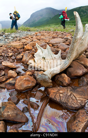 Couple hiking up Windy Creek au-delà d'un bois d'orignal exerçant son packrafts vers Rivière Sanctuaire, Denali National Park , Alaska Banque D'Images