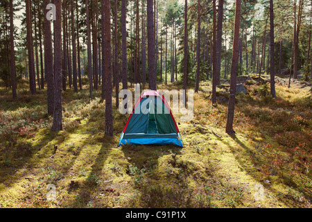 Tente de camping en forêt Banque D'Images