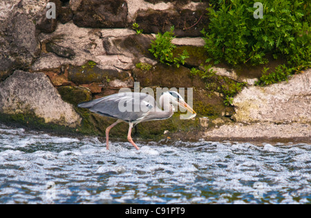 Héron cendré juste après avoir attrapé un poisson sur un barrage sur la rivière Severn, qui il visite très fréquemment, mais toujours sur ses propres. Banque D'Images