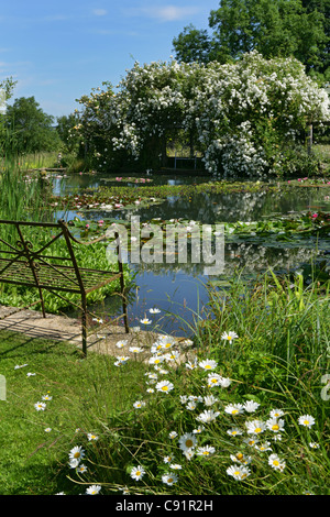 Vue sur l'étang de la paillasse en privé jardin anglais avec des nénuphars roses et marguerites escalade Banque D'Images