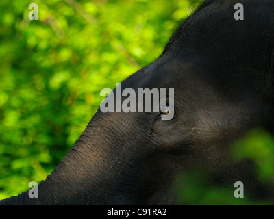 Portrait créatif d'une femelle éléphant asiatique à Bandipura Tiger Reserve, Inde Banque D'Images