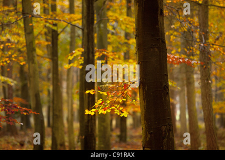 Close-up de feuilles et les arbres d'Automne dans le bois. Banque D'Images