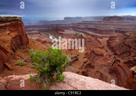 Colorado River sur son chemin dans Moab, Dead Horse Point State Park Banque D'Images