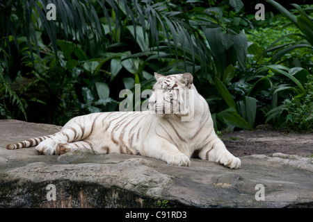 Zoo de Singapour : tigre blanc Banque D'Images