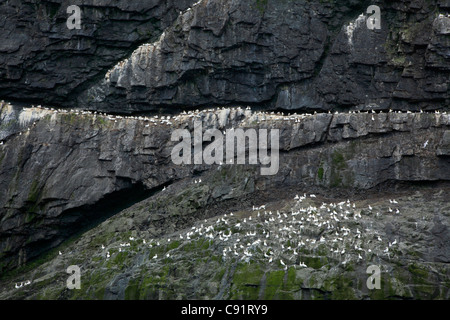 Une pile avec la mer bassan nichant sur l'île de St Kilda dans les Hébrides extérieures, en Écosse. Banque D'Images