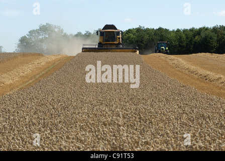 La récolte du blé de la batteuse Banque D'Images