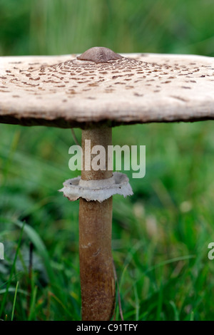 Coulemelle (Macrolepiota procera) Banque D'Images