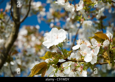 Flowering Cherry, Prunus 'Taihaku', le grand blanc cherry Banque D'Images