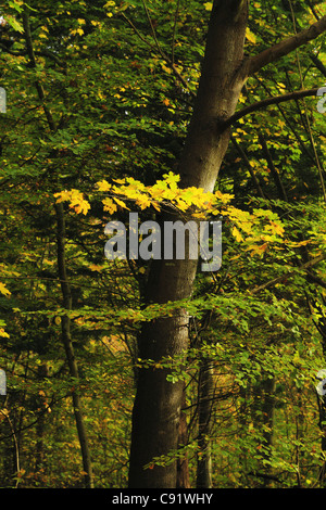 Soleil d'automne sélectionne les feuillage doré d'un arbre en forêt Friston près de Eastbourne, East Sussex, Angleterre Banque D'Images