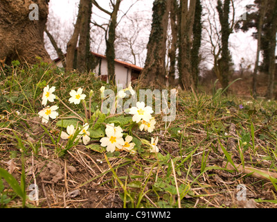 Portrait Horizontal jaune de primevères sauvages, Primula vulgaris, dans hedgebank à côté de la forêt. Banque D'Images