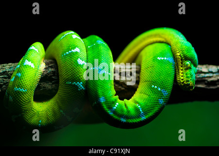 Green Tree Python Banque D'Images