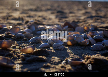 Des coquillages sur une plage de sable fin avec le soleil qui brille la création d'ombre Banque D'Images