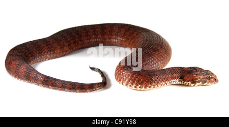 Death Adder acanthophis commun antacticus Banque D'Images