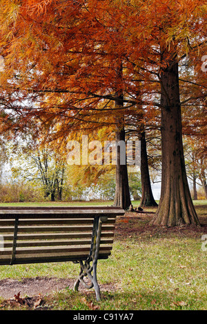 Banc de parc en vertu de l'arbre en automne dans un parc sur le Lac de Varèse Banque D'Images