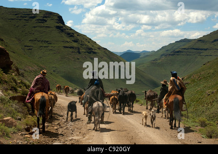 L'élevage de subsistance est courante en milieu rural au Lesotho avec les gens en gardant les troupeaux de vaches et un troupeau de sur Banque D'Images