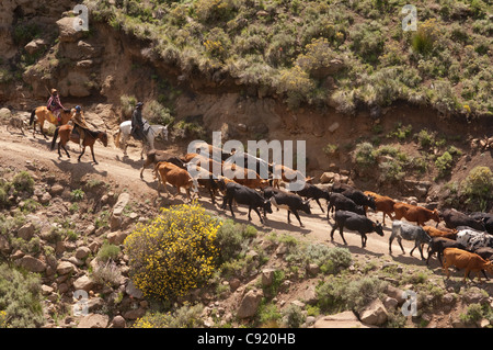 L'élevage de subsistance est courante en milieu rural au Lesotho avec les gens en gardant les troupeaux de vaches et un troupeau de sur Banque D'Images