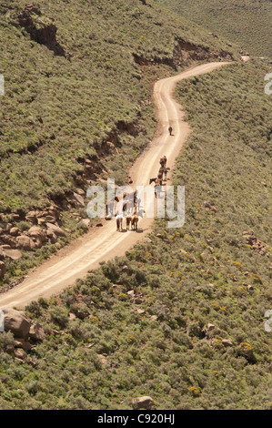 L'élevage de subsistance est courante en milieu rural au Lesotho avec les gens en gardant les troupeaux de vaches et un troupeau de sur Banque D'Images