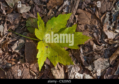 Une feuille verte sur le sol de la forêt. Banque D'Images