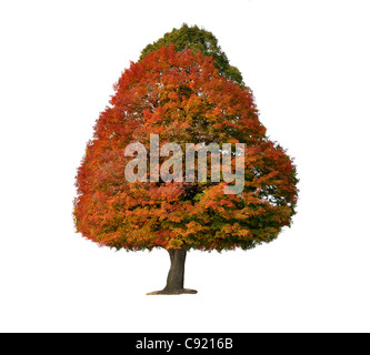 Arbre d'automne colorées isolé sur fond blanc Banque D'Images