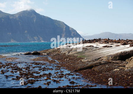 Sur Duiker Island au large de la côte près de Cape Town à Hout Bay, il y a des colonies de phoques à fourrure du Cap, Arctocephalus pusillus. Banque D'Images