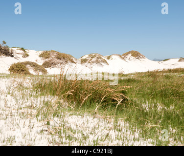 Il y a beaucoup de zones de dunes délicates qui sont protégés contre les dommages environnementaux de l'Noordhoek, à proximité de Long Beach Banque D'Images