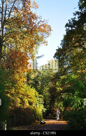 Couleurs de l'automne, l'Arboretum National de Westonbirt, près de Tetbury, Gloucestershire, Angleterre, Royaume-Uni Banque D'Images