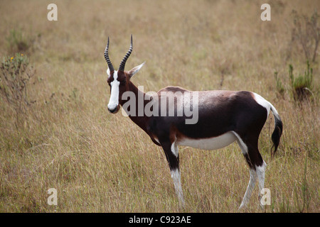 L'Damaliscus pygargus pygarus Bontebok est une antilope et peut être vu dans la Botlierskop Game Reserve en tant que touristes travle Banque D'Images