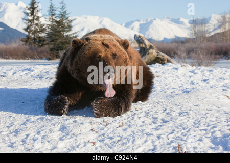 Grizzly : captive fixant dans la neige et a sa longue langue, Southcentral Alaska Banque D'Images