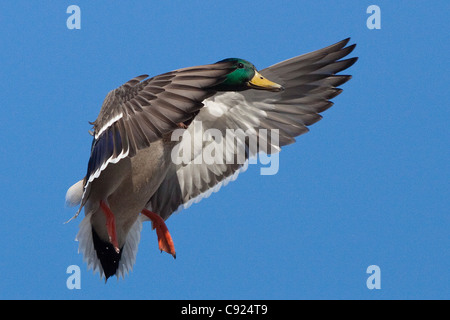 Mallard drake étale les ailes et se prépare à atterrir dans un étang à Anchorage, Southcentral Alaska, printemps Banque D'Images