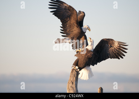 Deux aigles à tête lutte sur une perche en bois flotté, Kachemak Bay, Homer, Southcentral Alaska, Banque D'Images