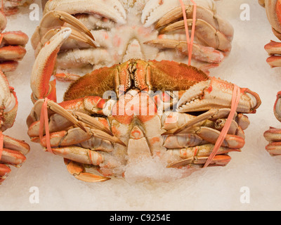 Close up d'un tout, le crabe dormeur cuite affiche sur la glace, le Pike Place Market, Seattle, Washington. Banque D'Images